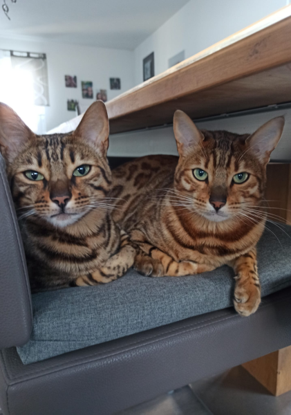 20ae5761-4e8c-4527-bb86-3c5fb333cdef_formatiert